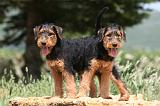 AIREDALE TERRIER 321